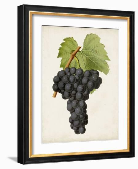 Antique Fruit VIII-Vision Studio-Framed Art Print