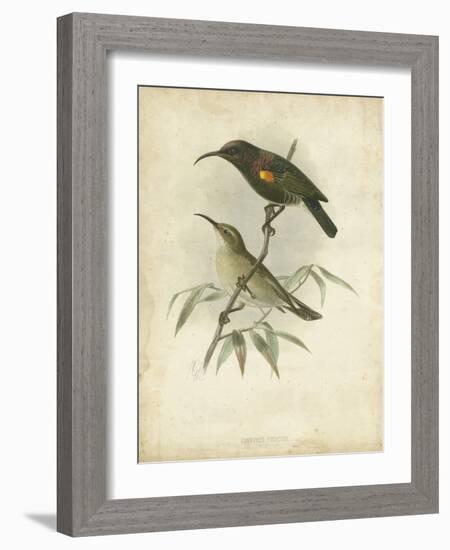 Antique Gould Hummingbird II-John Gould-Framed Art Print