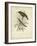 Antique Gould Hummingbird II-John Gould-Framed Art Print