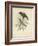 Antique Gould Hummingbird II-John Gould-Framed Art Print