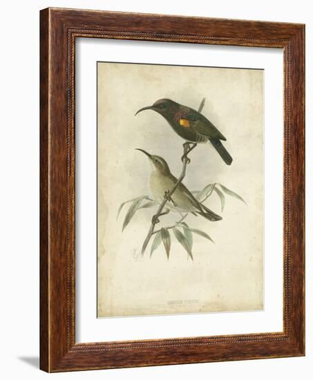 Antique Gould Hummingbird II-John Gould-Framed Art Print