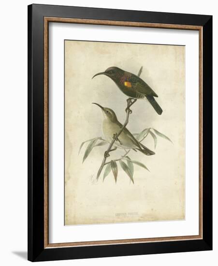 Antique Gould Hummingbird II-John Gould-Framed Art Print