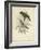 Antique Gould Hummingbird II-John Gould-Framed Art Print