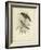 Antique Gould Hummingbird II-John Gould-Framed Art Print