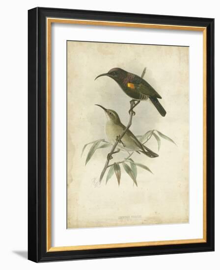 Antique Gould Hummingbird II-John Gould-Framed Art Print