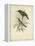 Antique Gould Hummingbird II-John Gould-Framed Stretched Canvas