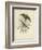 Antique Gould Hummingbird II-John Gould-Framed Art Print