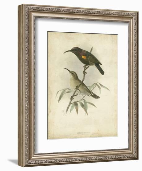 Antique Gould Hummingbird II-John Gould-Framed Art Print