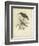 Antique Gould Hummingbird II-John Gould-Framed Art Print