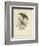 Antique Gould Hummingbird II-John Gould-Framed Art Print