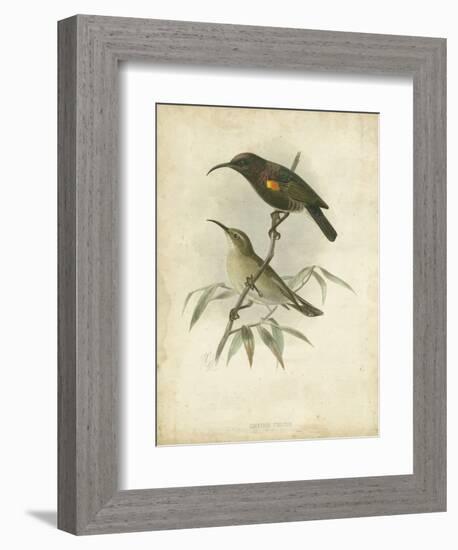 Antique Gould Hummingbird II-John Gould-Framed Art Print