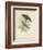 Antique Gould Hummingbird II-John Gould-Framed Art Print