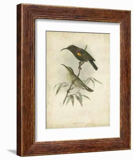 Antique Gould Hummingbird II-John Gould-Framed Art Print