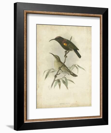 Antique Gould Hummingbird II-John Gould-Framed Art Print