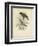 Antique Gould Hummingbird II-John Gould-Framed Art Print