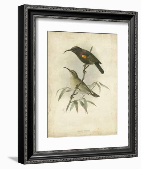 Antique Gould Hummingbird II-John Gould-Framed Art Print