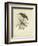 Antique Gould Hummingbird II-John Gould-Framed Art Print