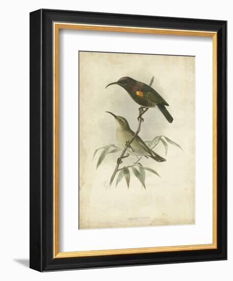 Antique Gould Hummingbird II-John Gould-Framed Art Print