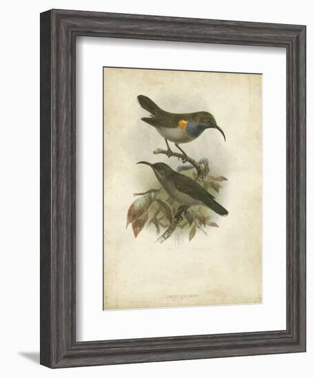 Antique Gould Hummingbird III-John Gould-Framed Art Print