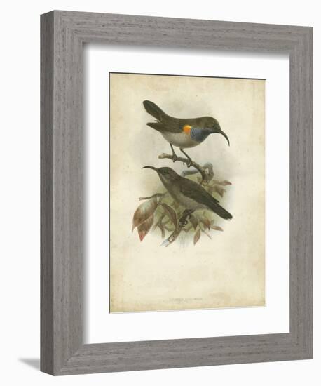 Antique Gould Hummingbird III-John Gould-Framed Art Print