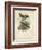 Antique Gould Hummingbird III-John Gould-Framed Art Print