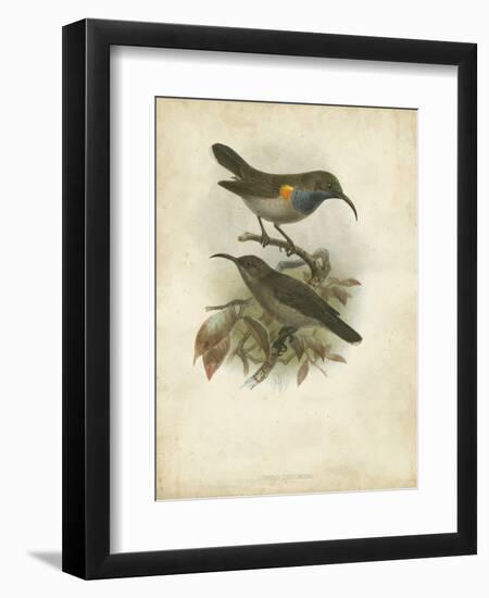 Antique Gould Hummingbird III-John Gould-Framed Art Print