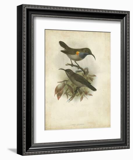 Antique Gould Hummingbird III-John Gould-Framed Art Print