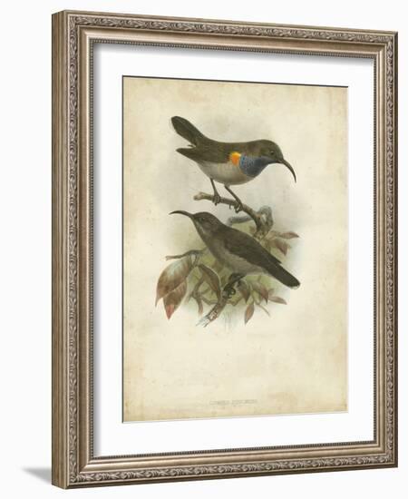 Antique Gould Hummingbird III-John Gould-Framed Art Print