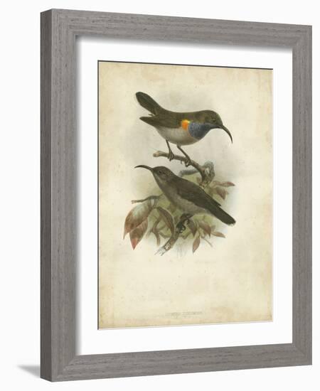 Antique Gould Hummingbird III-John Gould-Framed Art Print