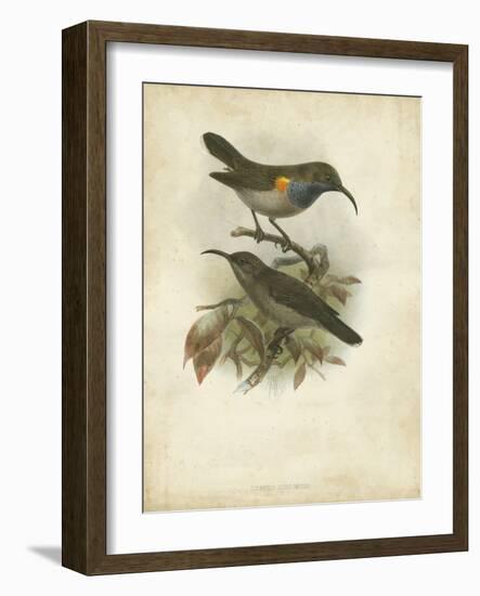 Antique Gould Hummingbird III-John Gould-Framed Art Print