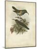 Antique Gould Hummingbird III-John Gould-Mounted Art Print