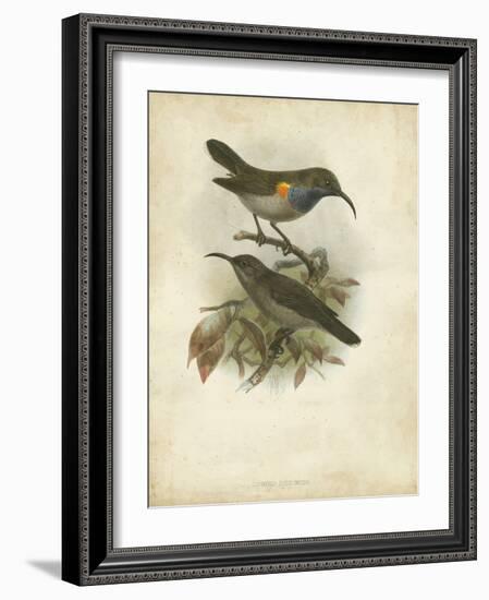Antique Gould Hummingbird III-John Gould-Framed Art Print