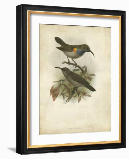 Antique Gould Hummingbird III-John Gould-Framed Art Print