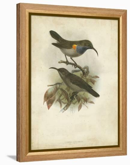Antique Gould Hummingbird III-John Gould-Framed Stretched Canvas