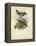 Antique Gould Hummingbird III-John Gould-Framed Stretched Canvas