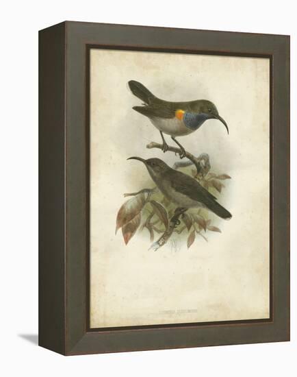 Antique Gould Hummingbird III-John Gould-Framed Stretched Canvas