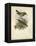 Antique Gould Hummingbird III-John Gould-Framed Stretched Canvas