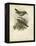 Antique Gould Hummingbird III-John Gould-Framed Stretched Canvas