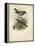 Antique Gould Hummingbird III-John Gould-Framed Stretched Canvas