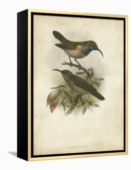 Antique Gould Hummingbird III-John Gould-Framed Stretched Canvas