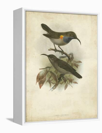 Antique Gould Hummingbird III-John Gould-Framed Stretched Canvas