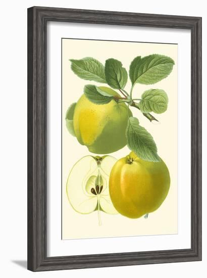 Antique Green Apple-Vision Studio-Framed Art Print