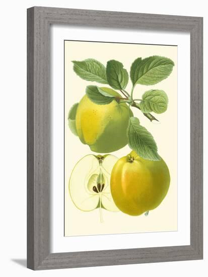 Antique Green Apple-Vision Studio-Framed Art Print