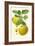 Antique Green Apple-Vision Studio-Framed Art Print