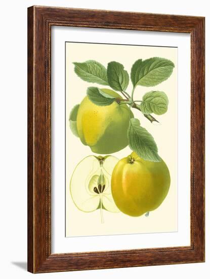 Antique Green Apple-Vision Studio-Framed Art Print