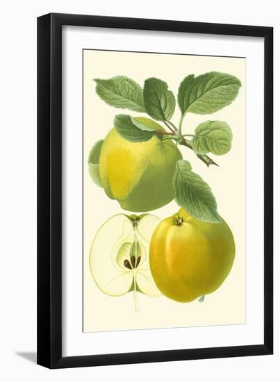 Antique Green Apple-Vision Studio-Framed Art Print