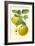 Antique Green Apple-Vision Studio-Framed Art Print