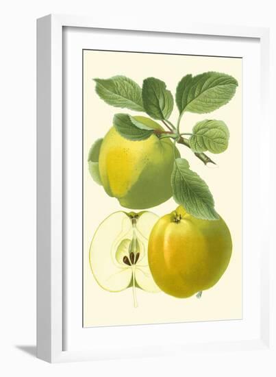 Antique Green Apple-Vision Studio-Framed Art Print