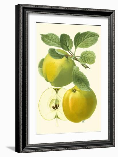 Antique Green Apple-Vision Studio-Framed Art Print