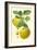 Antique Green Apple-Vision Studio-Framed Art Print